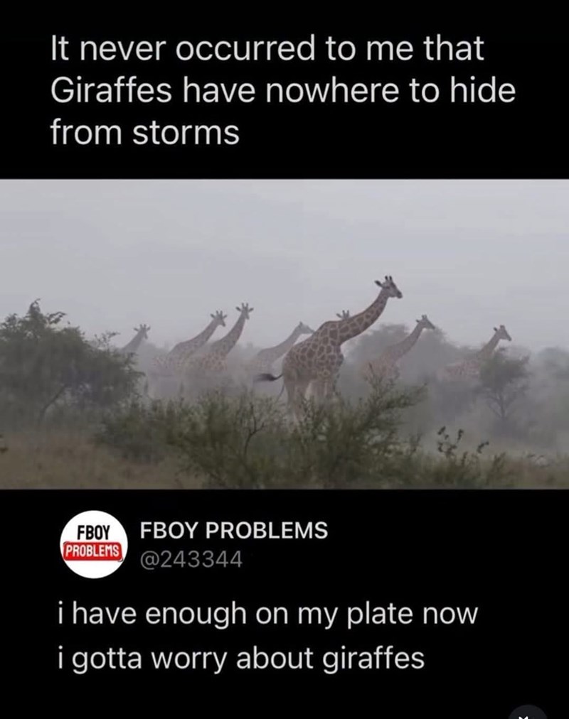 It never occurred to me that Giraffes have nowhere to hide from storms FBOY FBOY PROBLEMS PROBLEMS @243344 i have enough on my plate now i gotta worry about giraffes