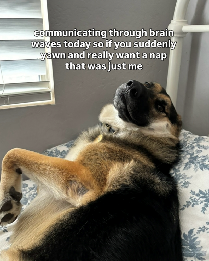 communicating through brain waves today so if you suddenly yawn and really want a nap that was just me