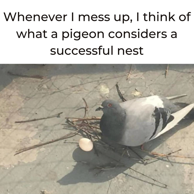 Whenever I mess up, I think of what a pigeon considers a successful nest