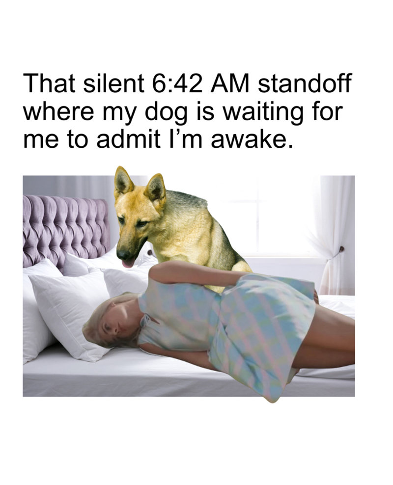 That silent 6:42 AM standoff where my dog is waiting for me to admit I'm awake.
