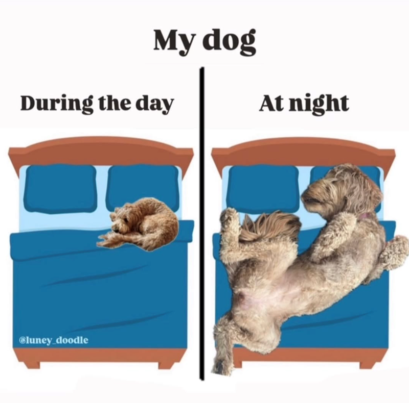 My dog During the day At night Bluney_doodle