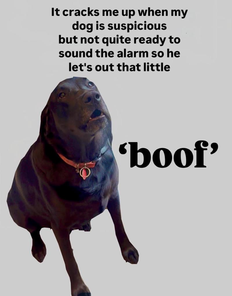 It cracks me up when my dog is suspicious but not quite ready to sound the alarm so he let's out that little 'boof'