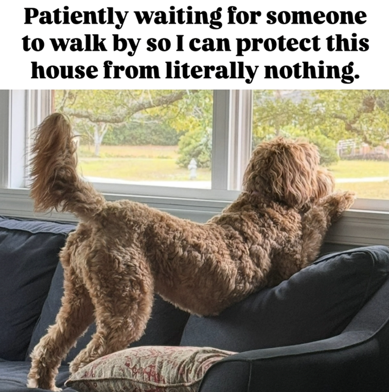 Patiently waiting for someone to walk by so I can protect this house from literally nothing.
