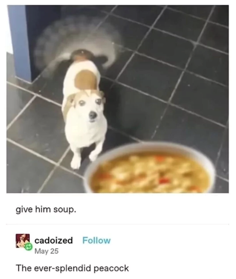 give him soup. cadoized Follow May 25 The ever-splendid peacock