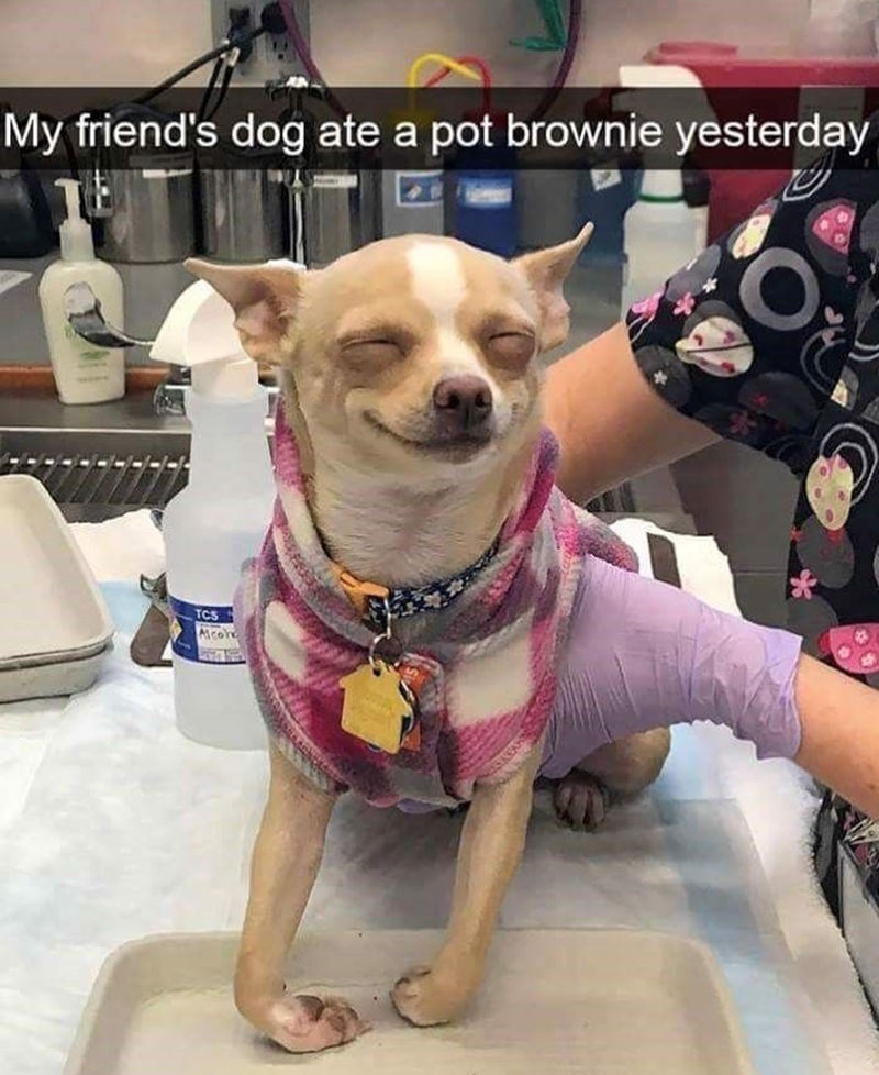 My friend's dog ate a pot brownie yesterday O TCS Alcoh