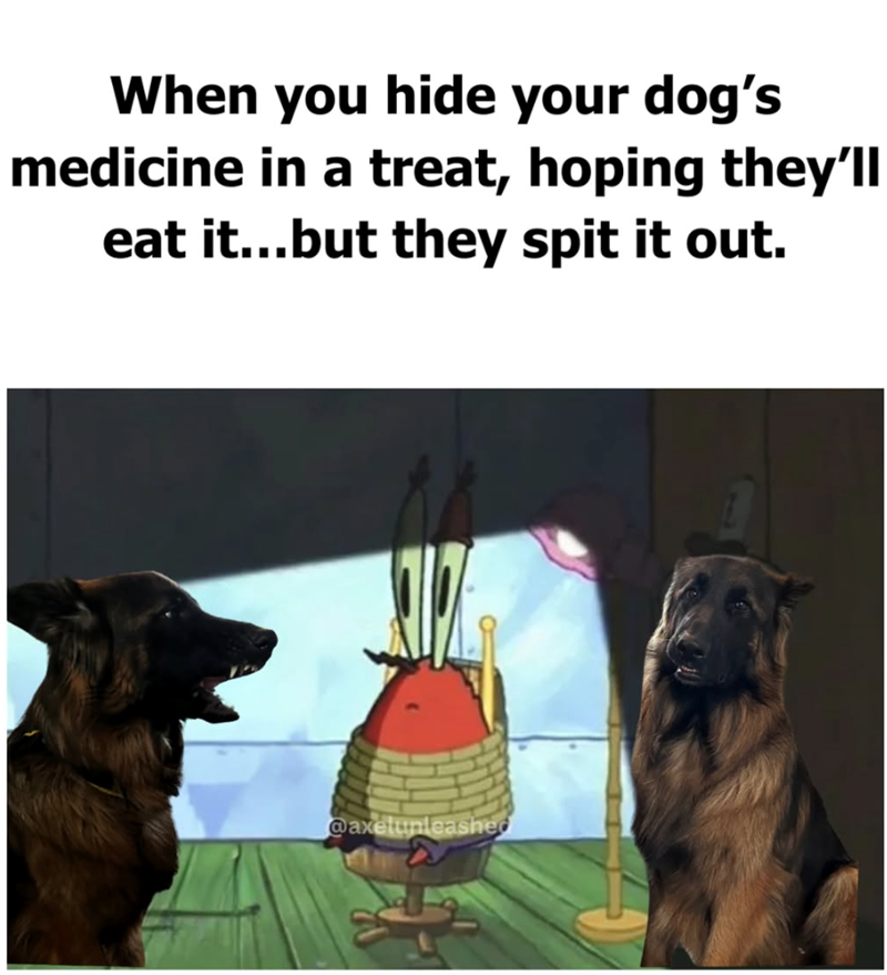 When you hide your dog's medicine in a treat, hoping they'll eat it...but they spit it out. @axelunleashed