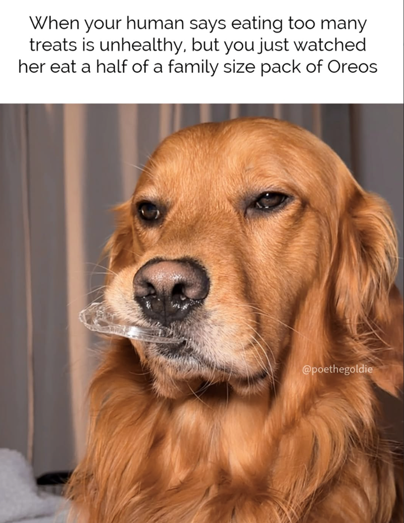 When your human says eating too many treats is unhealthy, but you just watched her eat a half of a family size pack of Oreos @poethegoldie