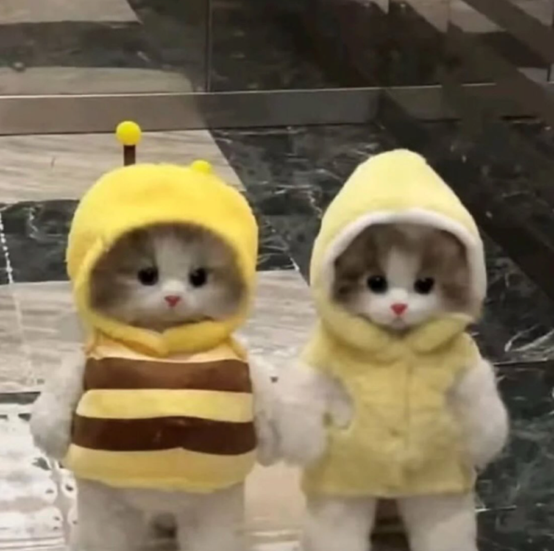 Cheezburger Image 10630120192