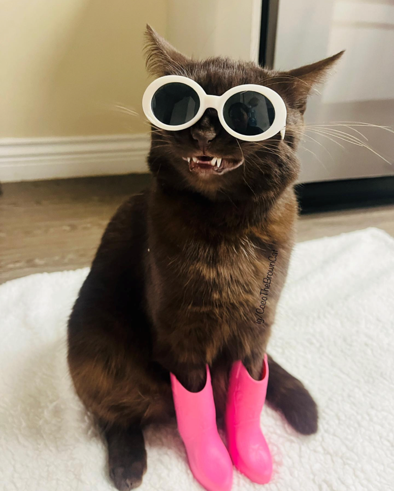 ig/Coco TheBrownCat