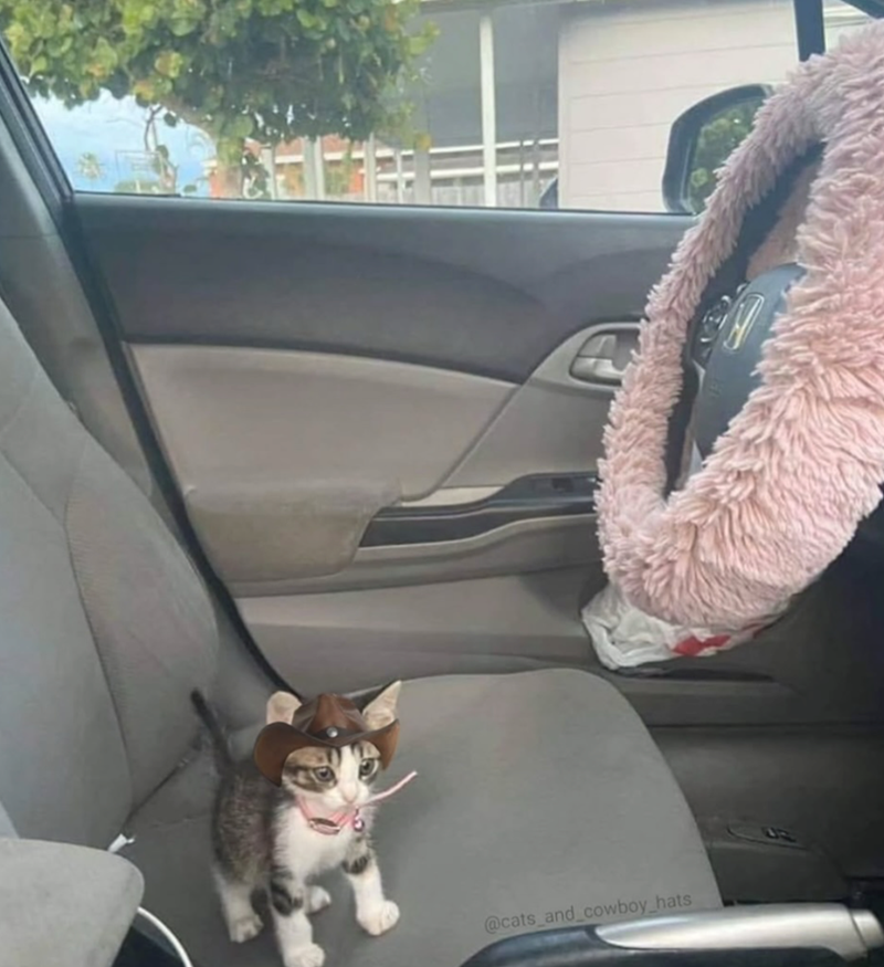 @cats_and_cowboy_hats