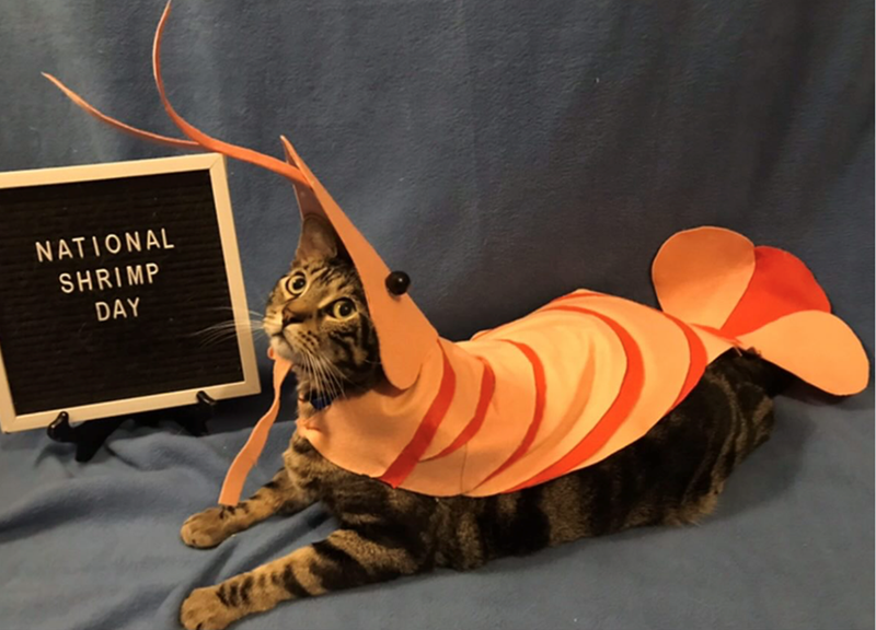 NATIONAL SHRIMP DAY