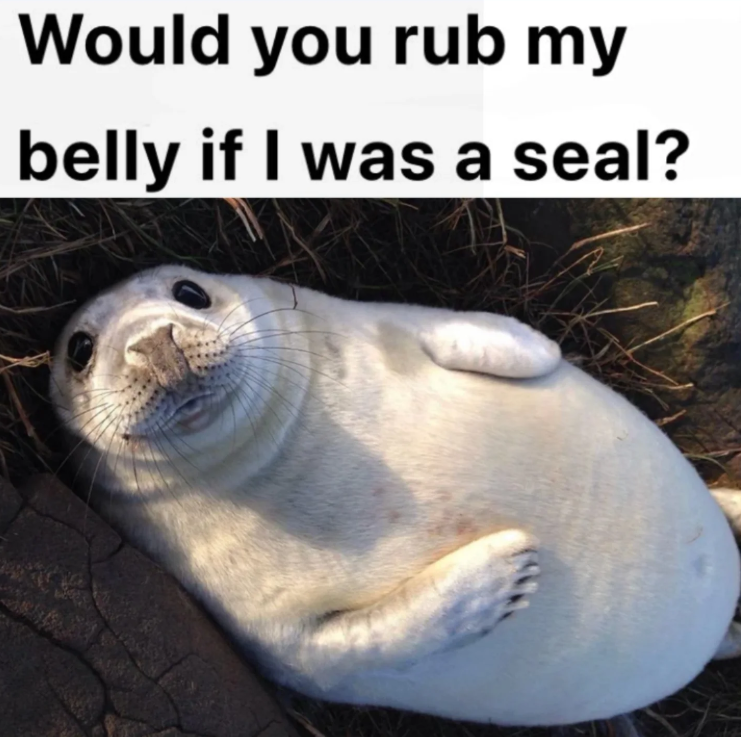 Would you rub my belly if I was a seal?