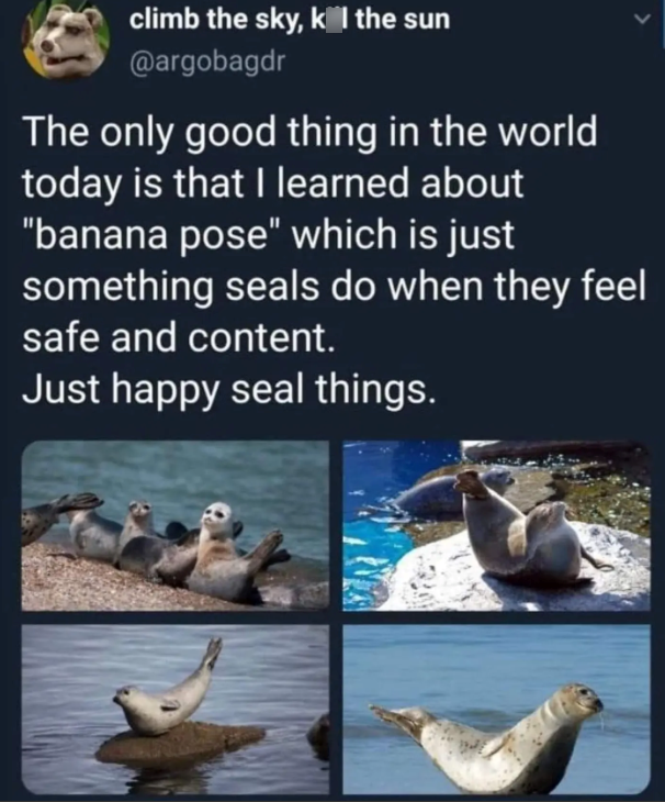 climb the sky, k l the sun @argobagdr The only good thing in the world today is that I learned about "banana pose" which is just something seals do when they feel safe and content. Just happy seal things.