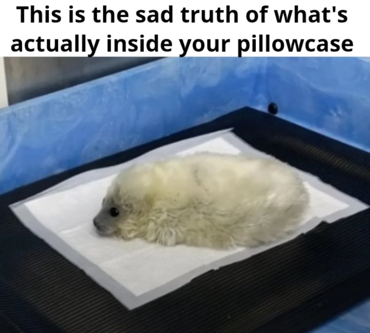 This is the sad truth of what's actually inside your pillowcase