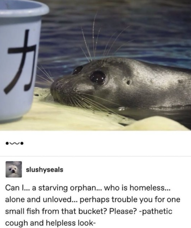カ slushyseals Can I... a starving orphan... who is homeless... alone and unloved... perhaps trouble you for one small fish from that bucket? Please? -pathetic cough and helpless look-