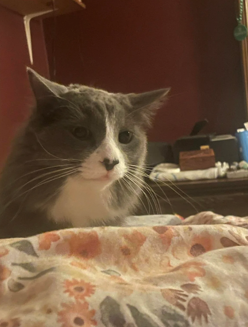 Cheezburger Image 10630142720