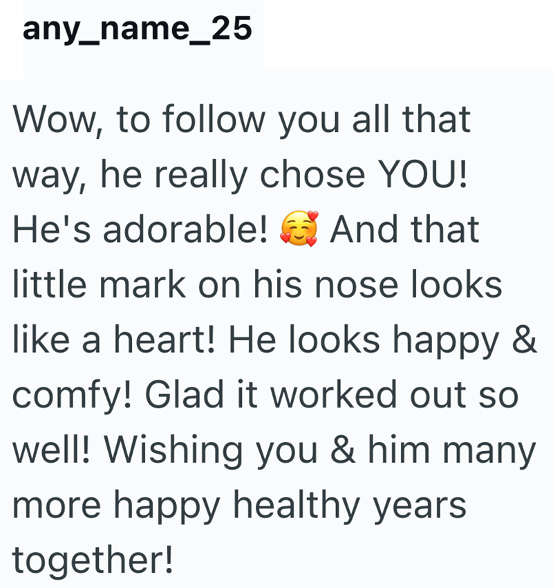 any_name_25 Wow, to follow you all that way, he really chose YOU! He's adorable! And that little mark on his nose looks like a heart! He looks happy & comfy! Glad it worked out so well! Wishing you & him many more happy healthy years together!
