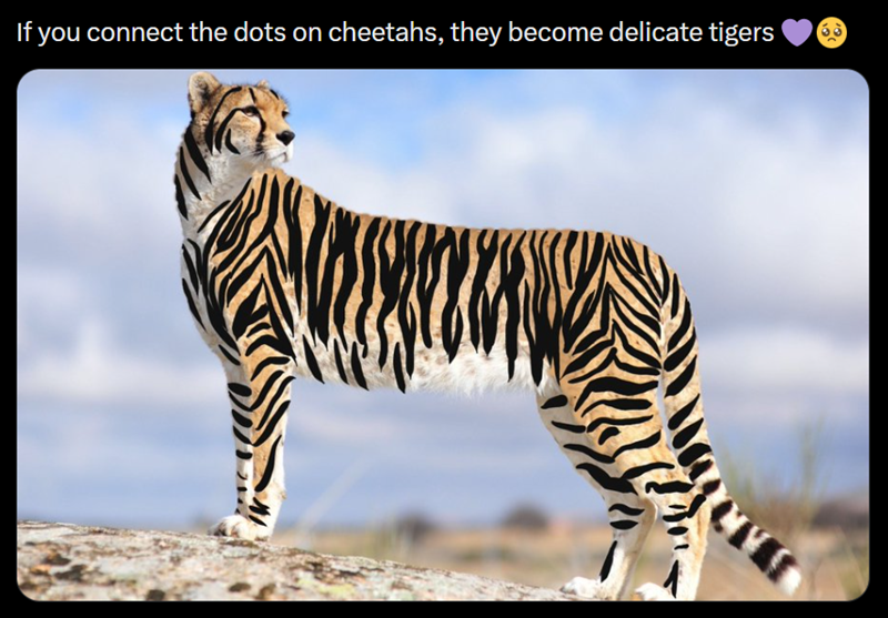 If you connect the dots on cheetahs, they become delicate tigers