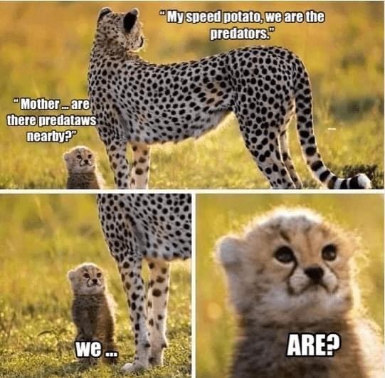 "Mother....are there predataws nearby?" "My speed potato, we are the predators." we... ARE?