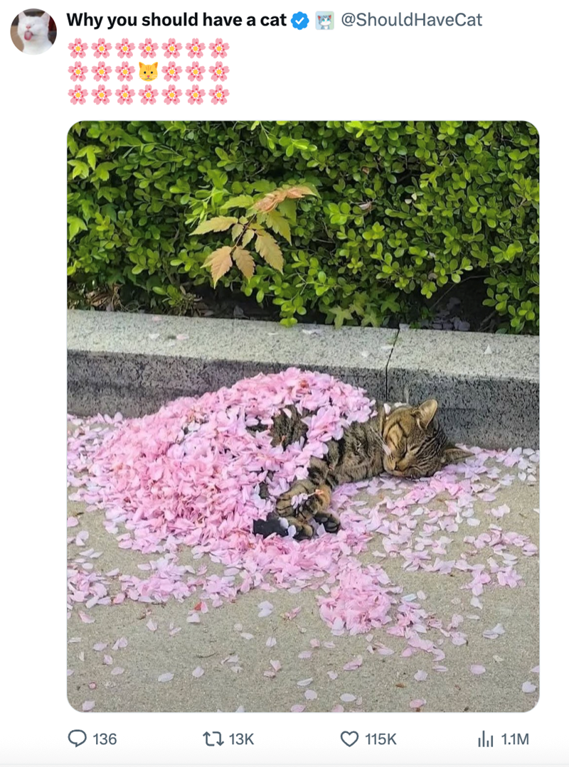 Why you should have a cat @Should HaveCat 136 1 13K 115K Il 1.1M