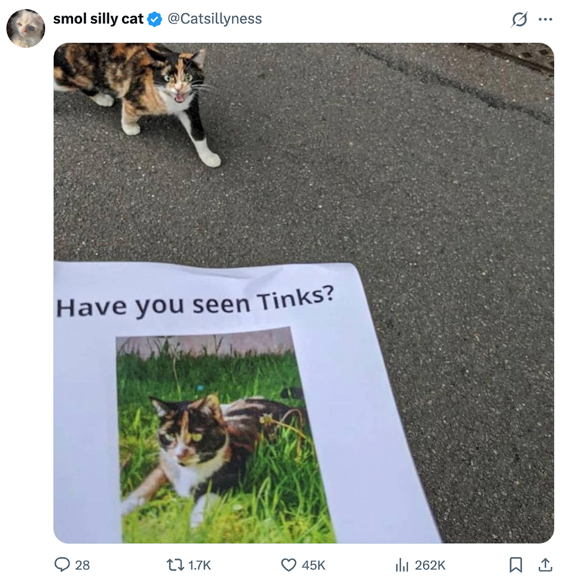 smol silly cat @Catsillyness Have you seen Tinks? о 28 tz 1.7K 45K 262K Q ...