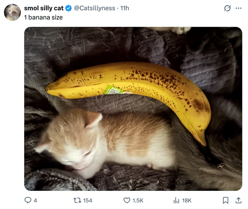 smol silly cat ❤ @Catsillyness • 11h 1 banana size ... 4911 Q4 154 1.5K Il 18K