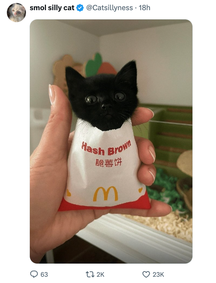 smol silly cat @Catsillyness • 18h Hash Brown 脆薯饼 M 63 17 2K 23K