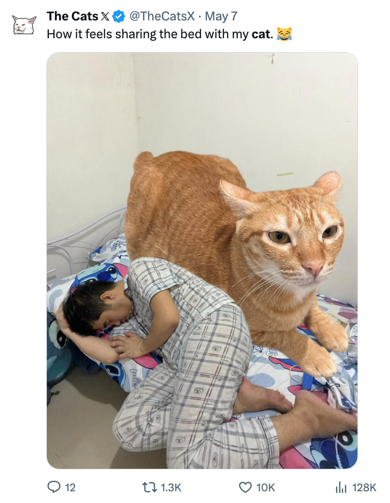The Cats X @TheCatsX May 7 How it feels sharing the bed with my cat. O 12 t 1.3K 3 10K Il 128K