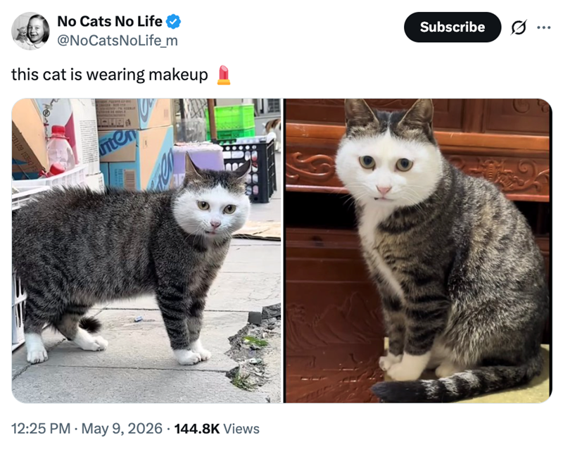 31109 19382 FS No Cats No Life @NoCatsNoLife_m this cat is wearing makeup nten 12:25 PM - May 9, 2026 144.8K Views Subscribe