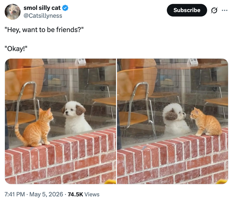 smol silly cat @Catsillyness "Hey, want to be friends?" "Okay!" 7:41 PM - May 5, 2026 74.5K Views Subscribe 0