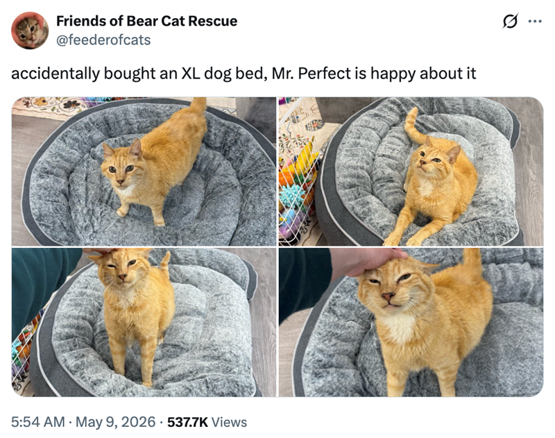 Friends of Bear Cat Rescue @feederofcats accidentally bought an XL dog bed, Mr. Perfect is happy about it 5:54 AM May 9, 2026 537.7K Views .