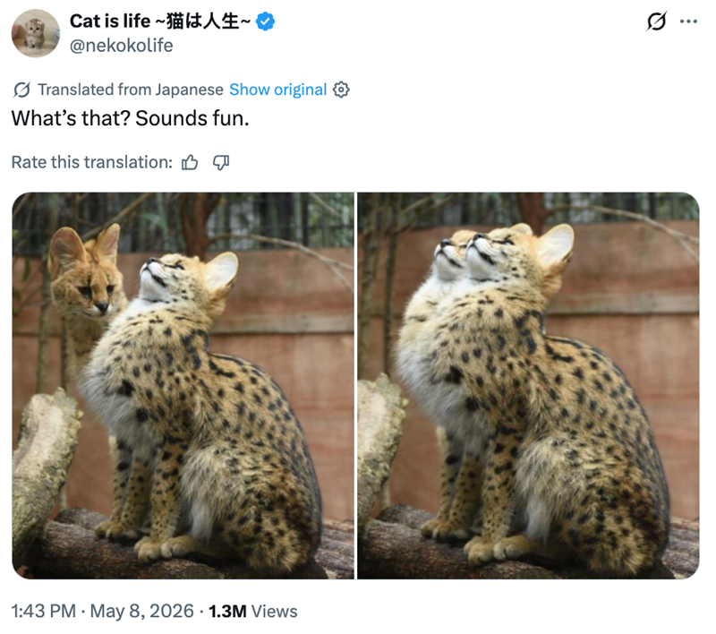 Cat is life ~猫は人生~ @nekokolife Translated from Japanese Show original What's that? Sounds fun. Rate this translation: B 1:43 PM - May 8, 2026 1.3M Views