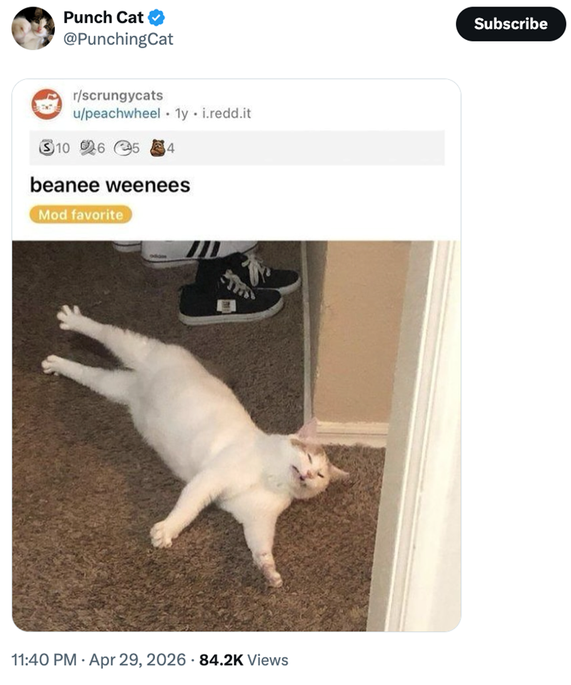 Punch Cat @PunchingCat r/scrungycats u/peachwheel 1y.i.redd.it 10 265 4 beanee weenees Mod favorite 11:40 PM Apr 29, 2026 84.2K Views Subscribe