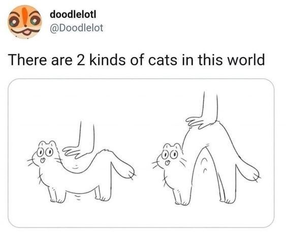 doodlelotl @Doodlelot There are 2 kinds of cats in this world