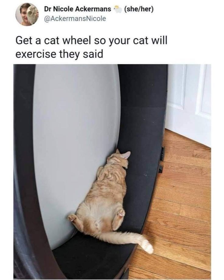 Dr Nicole Ackermans (she/her) @AckermansNicole Get a cat wheel so your cat will exercise they said