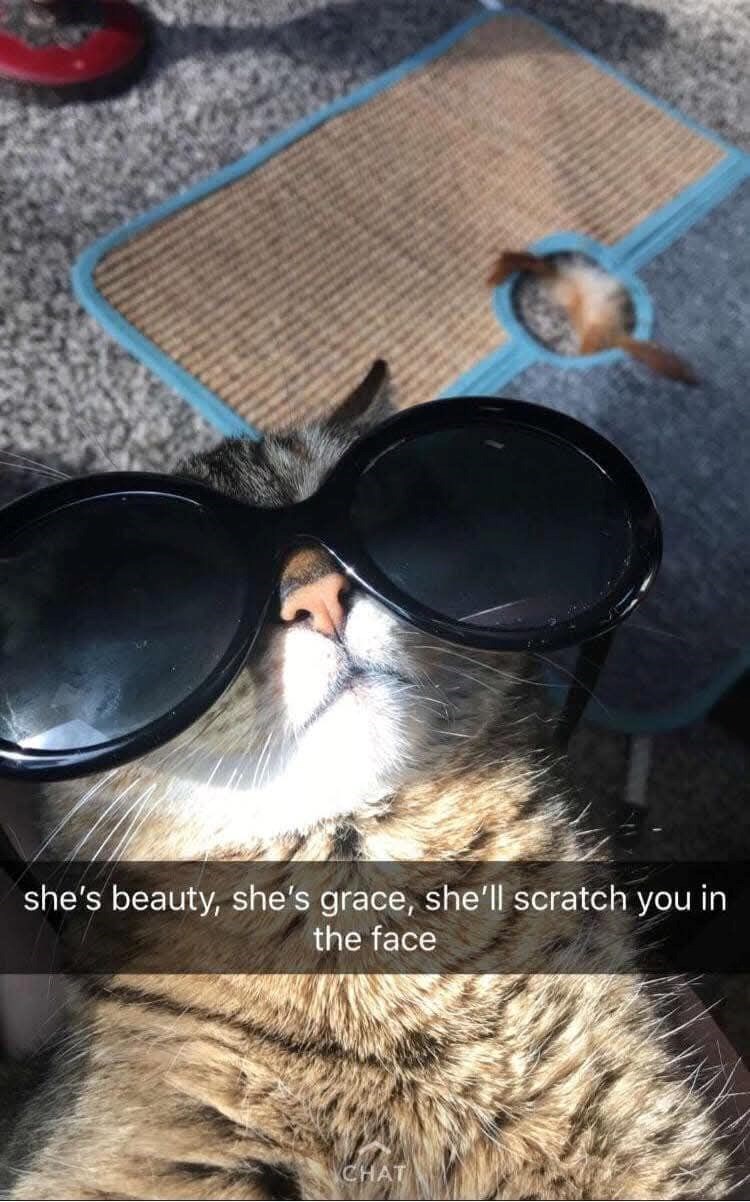 she's beauty, she's grace, she'll scratch you in the face CHAT
