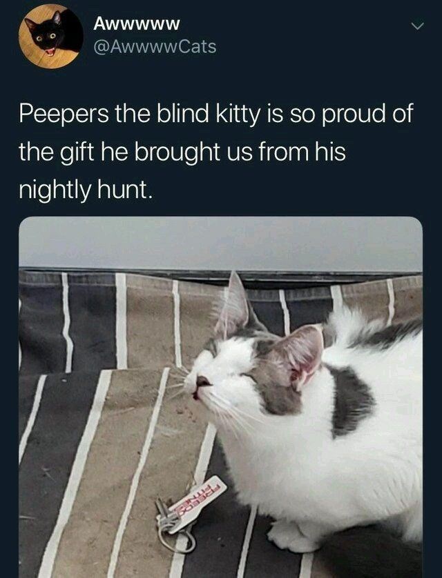 Awwwww @AwwwwCats > Peepers the blind kitty is so proud of the gift he brought us from his nightly hunt.