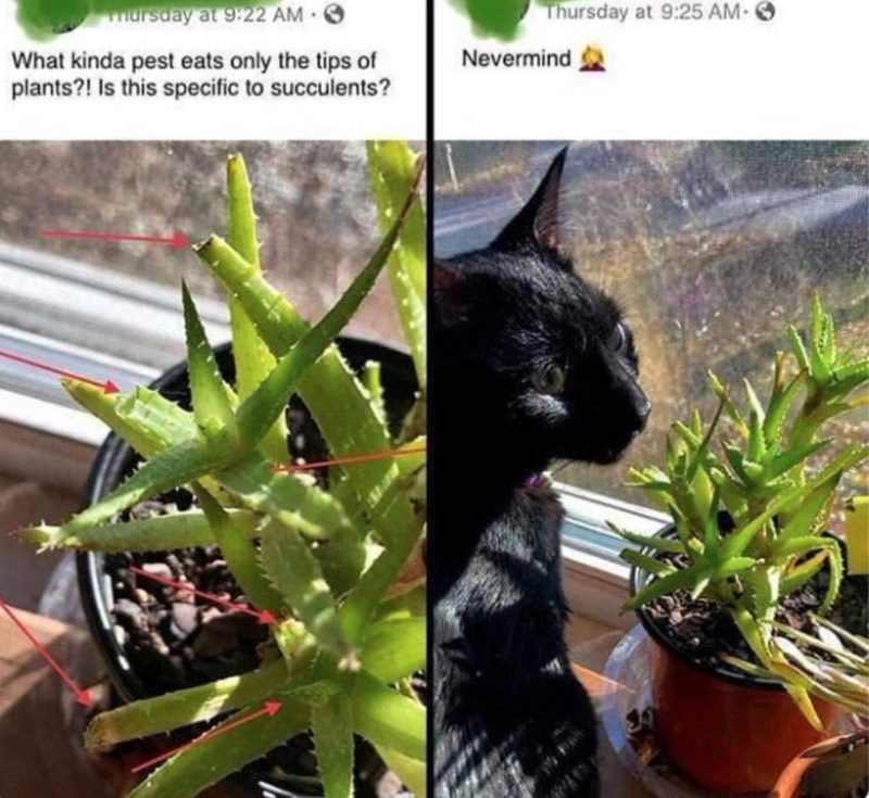 Thursday at 9:25 AM- mursday at 9:22 AM What kinda pest eats only the tips of plants?! Is this specific to succulents? Nevermind