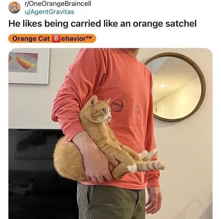 r/OneOrangeBraincell u/AgentGravitas He likes being carried like an orange satchel Orange Cat Behavior™