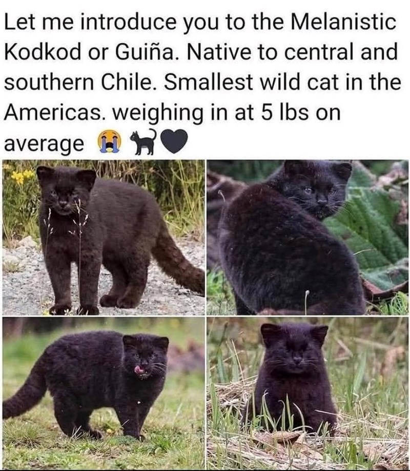 Let me introduce you to the Melanistic Kodkod or Guiña. Native to central and southern Chile. Smallest wild cat in the Americas. weighing in at 5 lbs on average