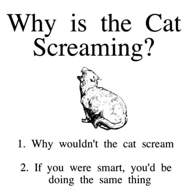 Why is the Cat Screaming? 1. Why wouldn't the cat scream 2. If you were smart, you'd be doing the same thing