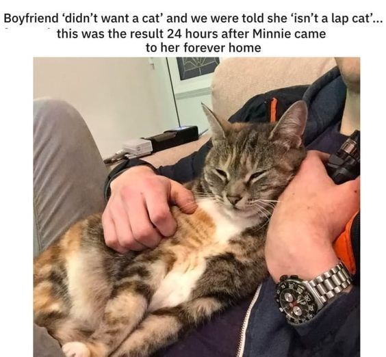 Boyfriend 'didn't want a cat' and we were told she 'isn't a lap cat'... this was the result 24 hours after Minnie came to her forever home