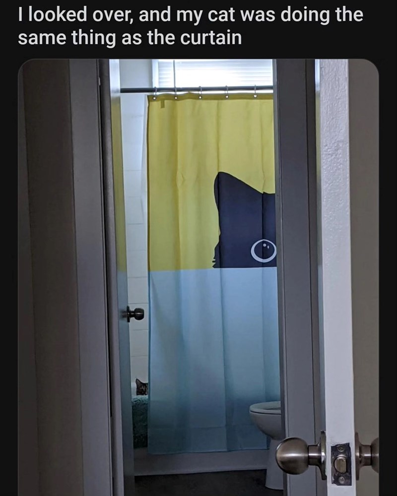 I looked over, and my cat was doing the same thing as the curtain