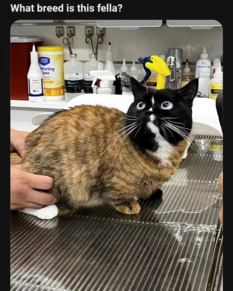 What breed is this fella? berblay nfecting ipes O