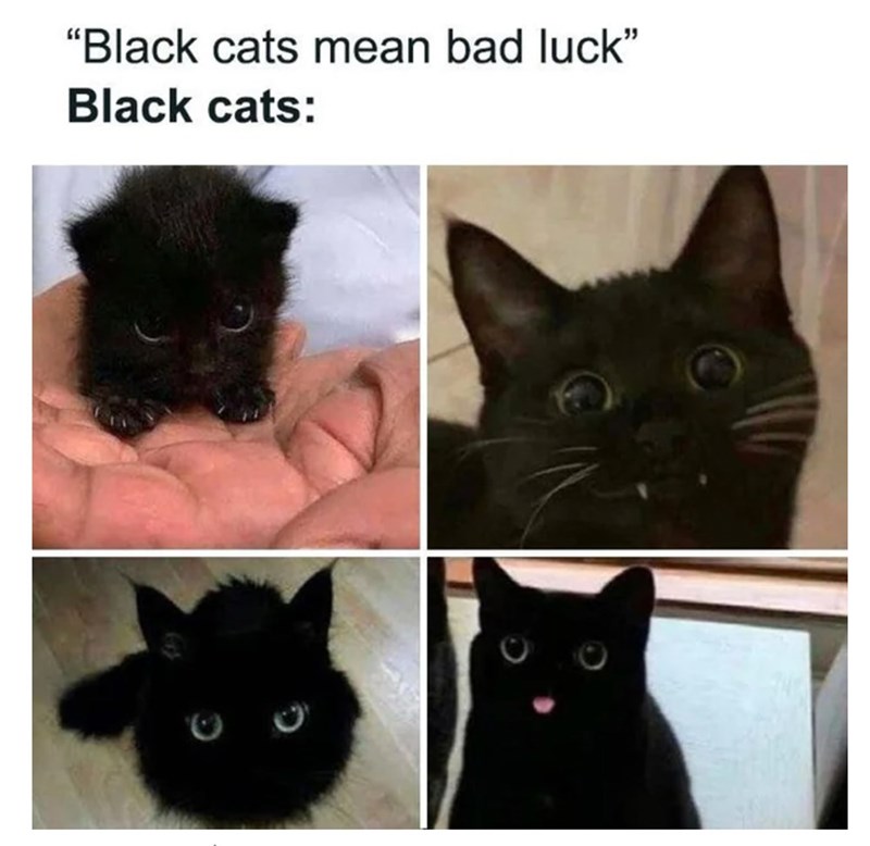 "Black cats mean bad luck" Black cats: Ers