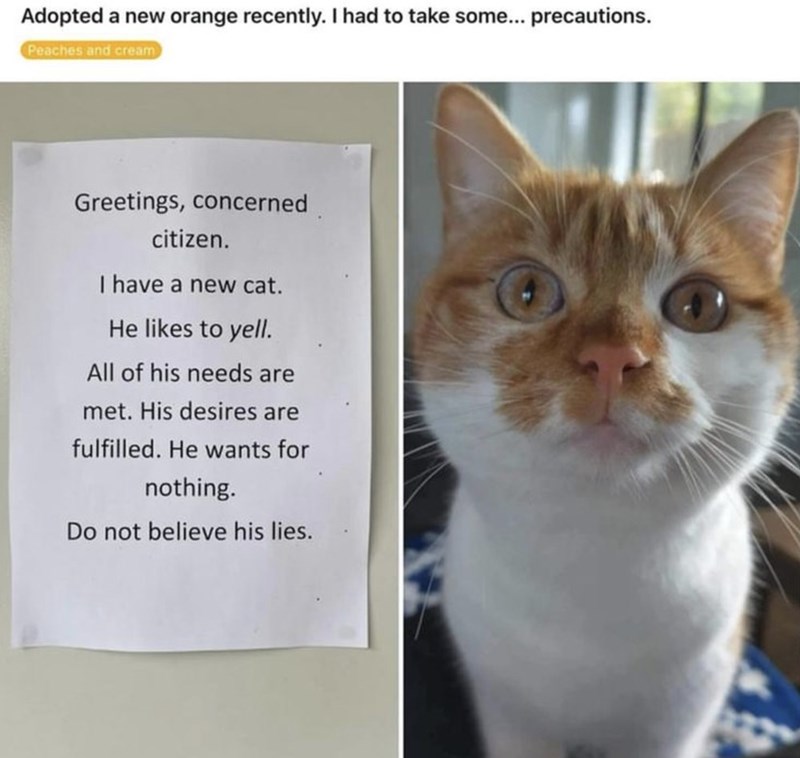 Adopted a new orange recently. I had to take some... precautions. Peaches and cream Greetings, concerned citizen. I have a new cat. He likes to yell. All of his needs are met. His desires are fulfilled. He wants for nothing. Do not believe his lies.