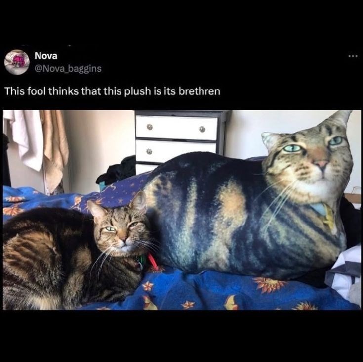 Nova @Nova_baggins This fool thinks that this plush is its brethren