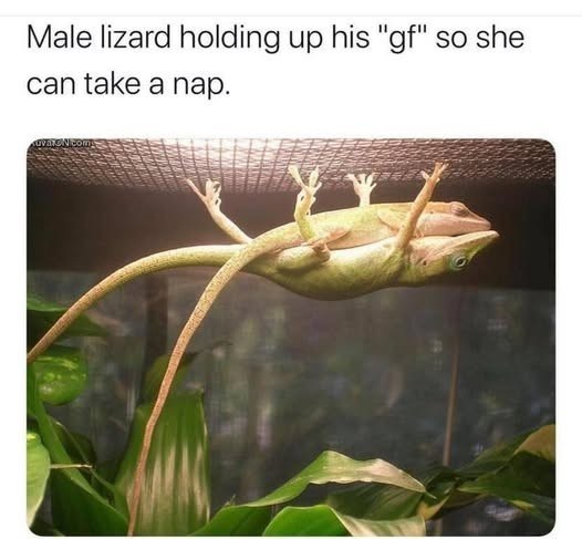 Male lizard holding up his "gf" so she can take a nap. AUVATION.com