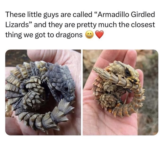 These little guys are called "Armadillo Girdled Lizards" and they are pretty much the closest thing we got to dragons
