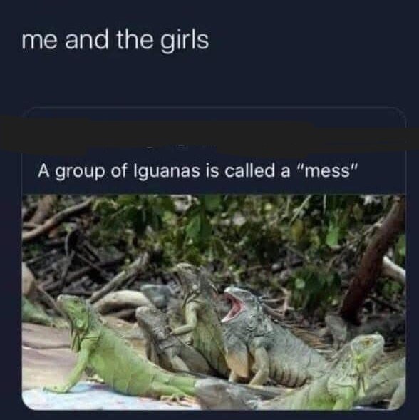me and the girls A group of Iguanas is called a "mess"